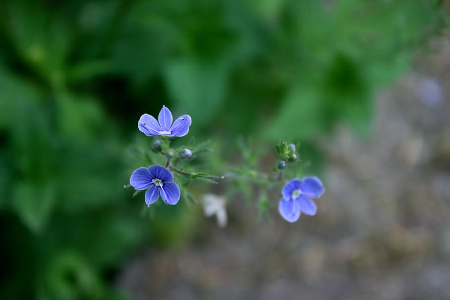flowers, blue, spring, nature, flowering plant, fragility, vulnerability HD wallpaper