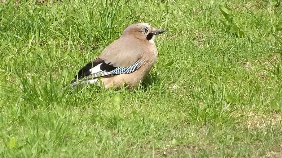 Jay, Bird, Fly, Wings, Feather, Wildlife, beak, dom, outdoor HD wallpaper