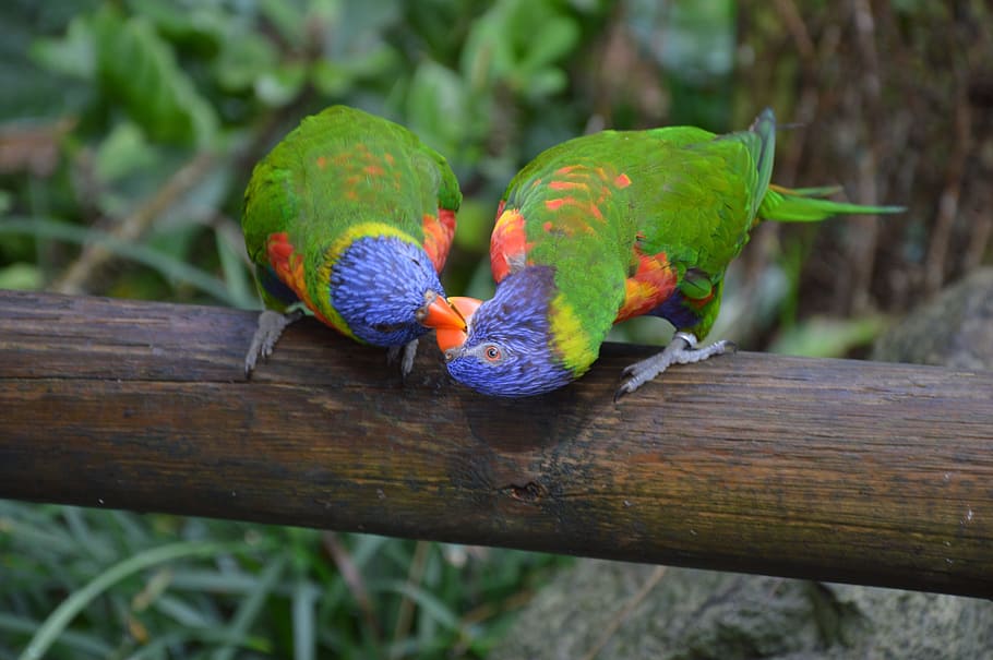 selective focus photography of two rainbow lorikeets perching on wood post HD wallpaper