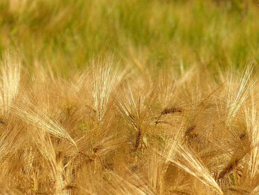 barley, cereals, cornfield, summer, plant, land, growth, agriculture HD wallpaper