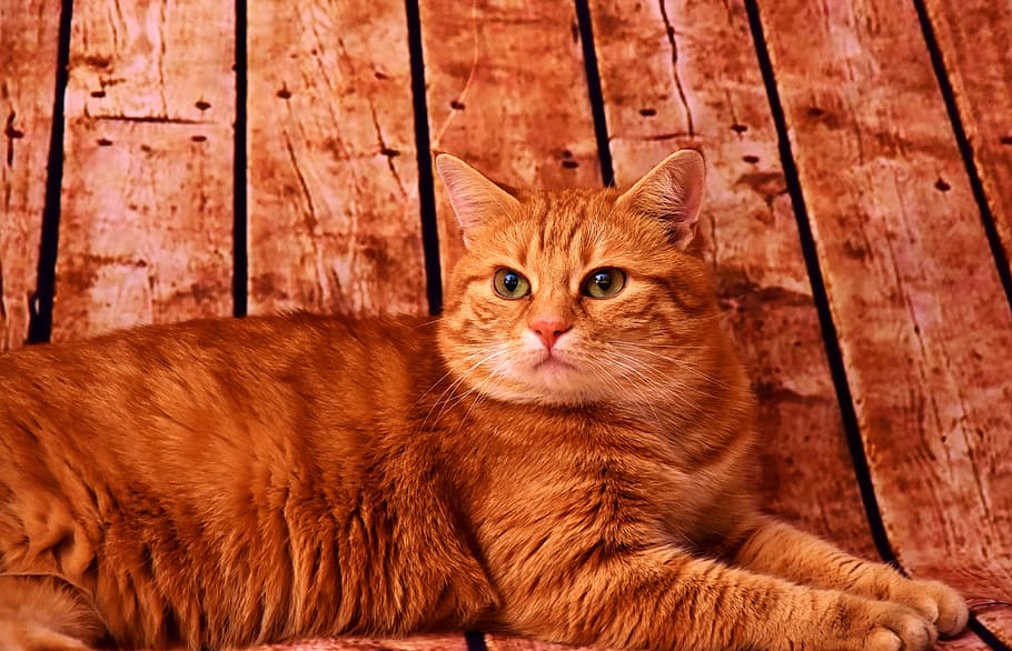 orange tabby cat on pallet surface, red, mackerel, pet, red cat HD wallpaper