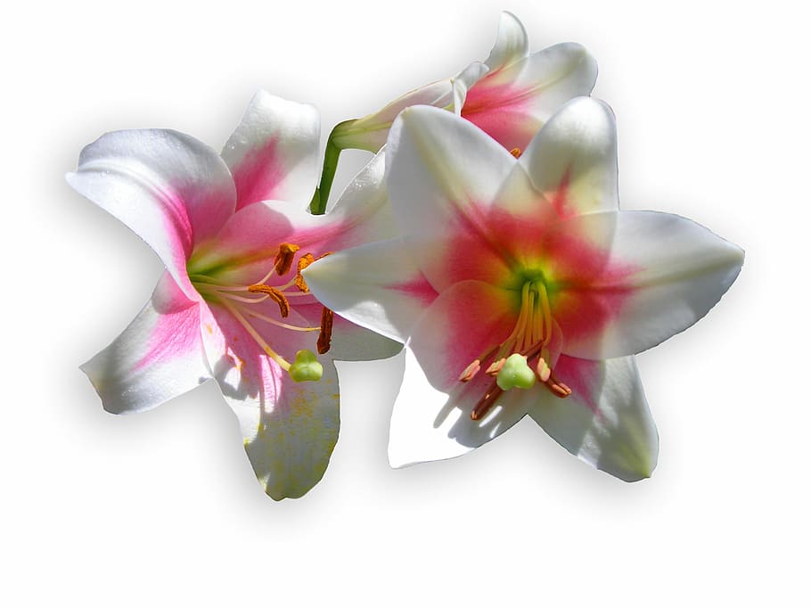 three white-and-pink hibiscus flowers, lilies, blossom, bloom HD wallpaper