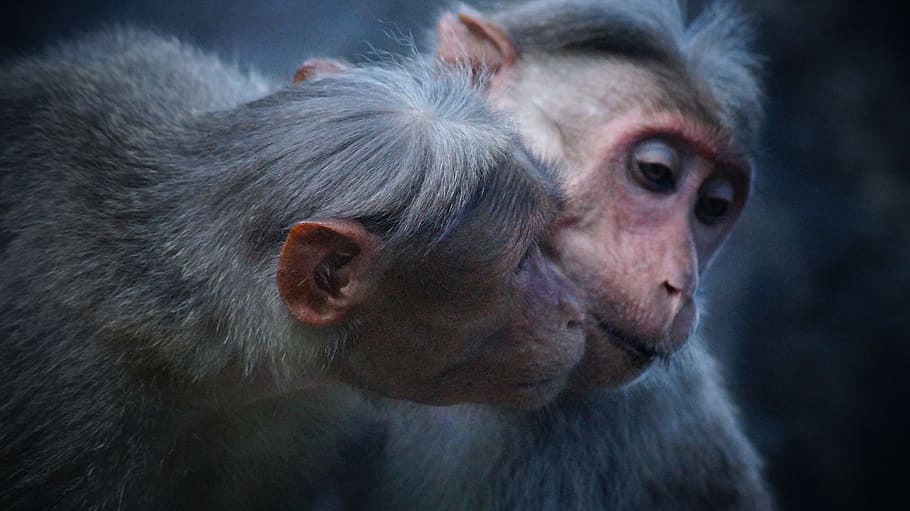 photo of two gray primates, two primates in close up photography HD wallpaper