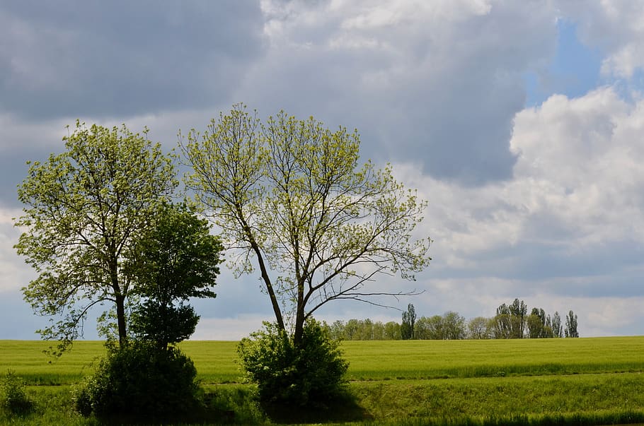 trees, landscape, fields, sky, scenic, spring, nature, clouds HD wallpaper
