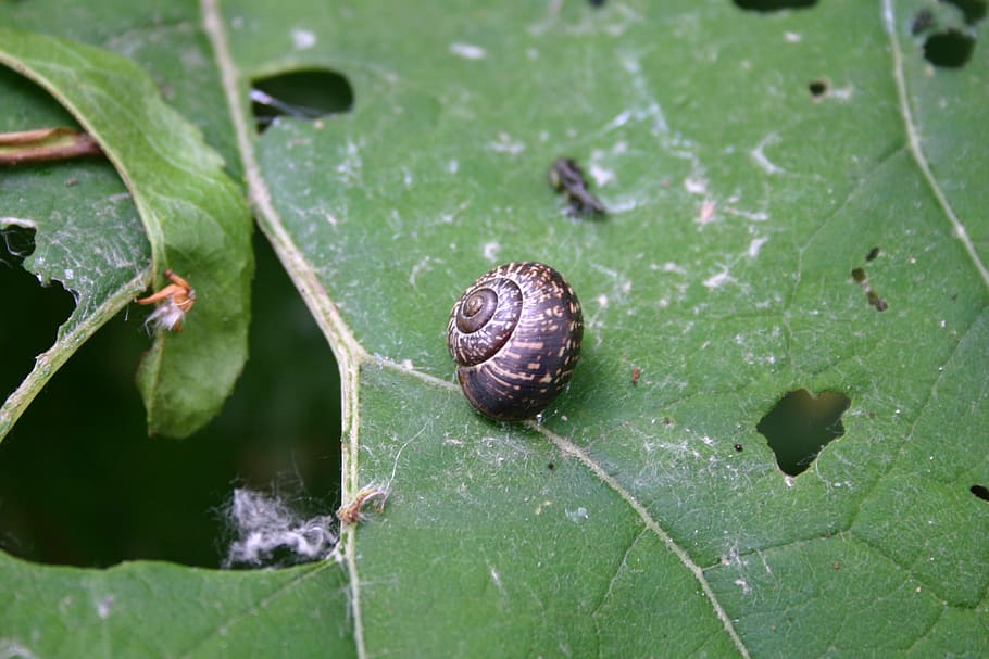 snail, nature, snail shell, close, rest, fauna, leaf, plant part HD wallpaper