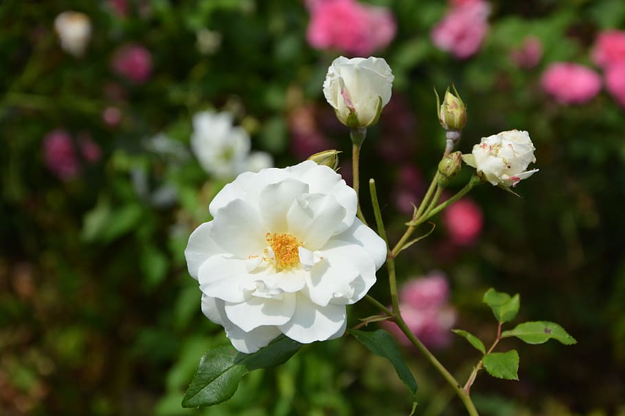 white rose, flower, rosebuds, petals, white roses, garden, nature, HD wallpaper