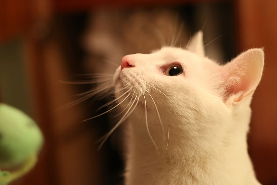 kitty, look, white, cute, animal, mammal, animal themes, pets HD wallpaper
