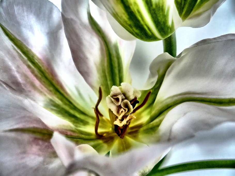 close up photography of white and green tulip flowers, spring HD wallpaper