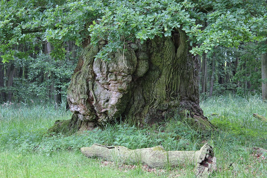 green leafed tree during daytime, old oak, bark, landscape HD wallpaper