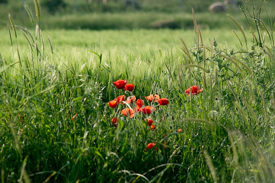 flowers, grass, red, green, nature, poppies, red flowers, road HD wallpaper