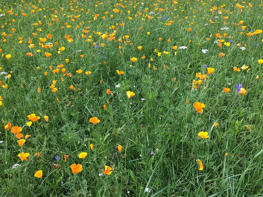 flowers, meadow, yellow, nature, field, summer, plant, springtime HD wallpaper