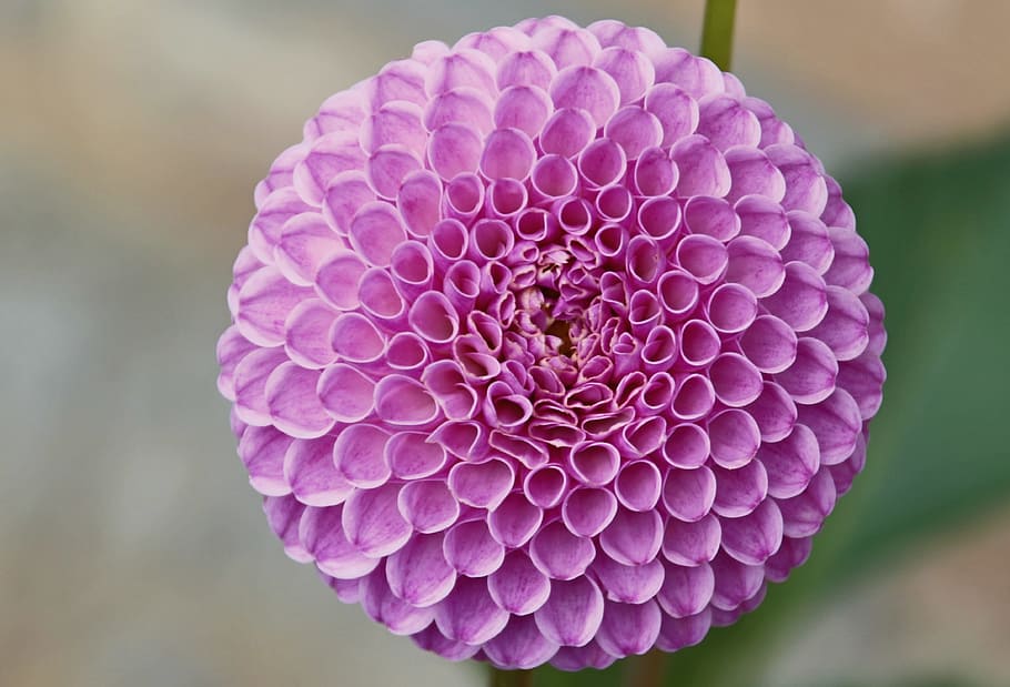 selective focus photography of pink dahlia flower, purple, dahlia garden, HD wallpaper