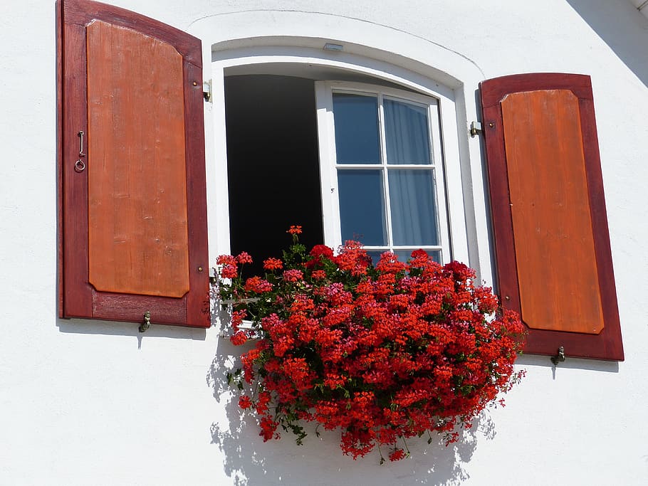 red petaled flowers on opened window, shutters, home, geranium HD wallpaper