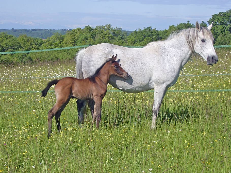 white horse and brown kid standing on flower field during daytime HD wallpaper