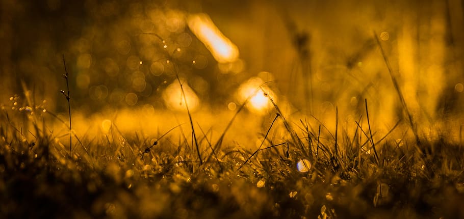 night, rain, rosa, grass, bokeh, drops, plant, selective focus HD wallpaper
