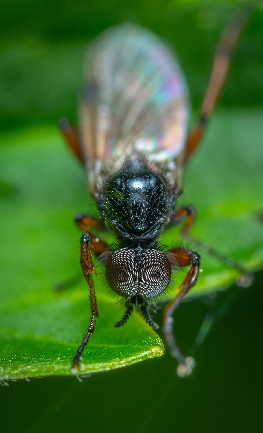 insect, macro, sheet, invertebrate, one animal, animal themes HD wallpaper