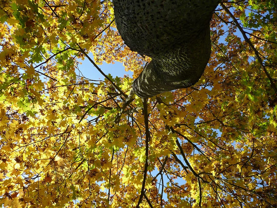 Tree, Looking Up, High, Upwards, autumn, view, leaves, yellow HD wallpaper