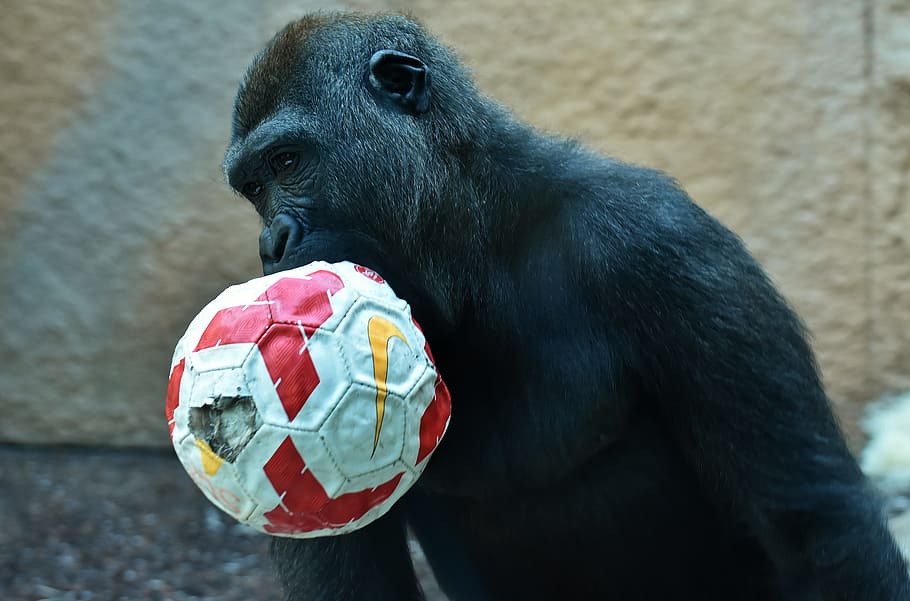 gorilla, monkey, play, ball, animal, furry, omnivore, wildlife photography HD wallpaper