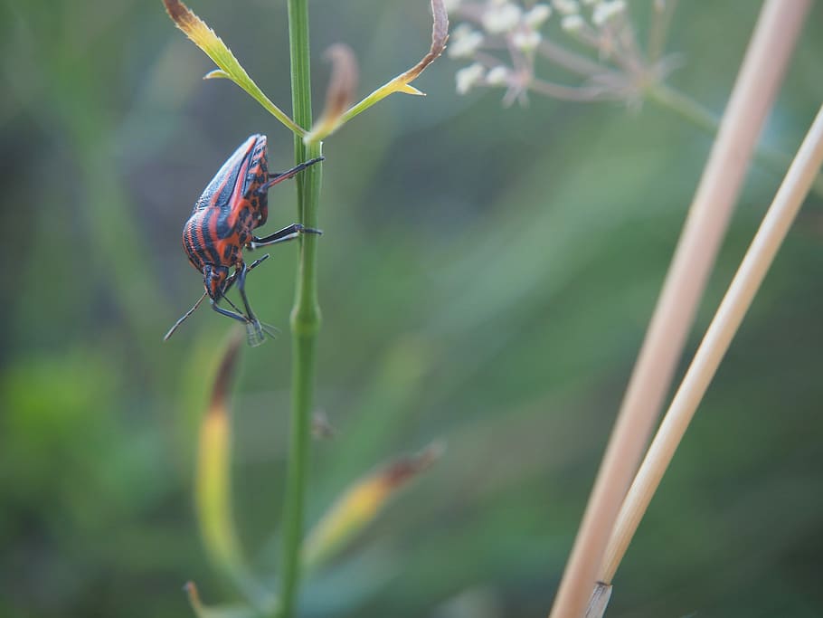 Beetle, Insect, Halm, Nature, black beetle, red beetle, animals in the wild HD wallpaper
