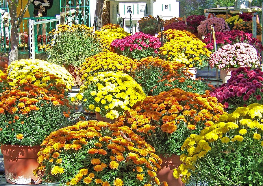 flowers, autumn, fall, pot, halloween, season, floral, garden HD wallpaper
