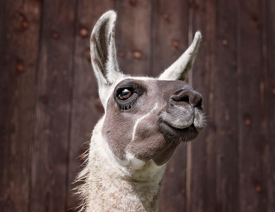 close-up photography of white and brown donkey, lama, camel, mammals, HD wallpaper