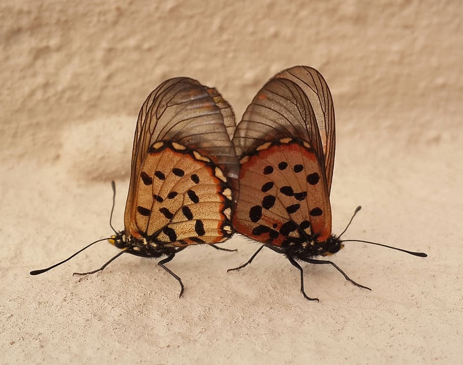 two, butterfies, mating, invertebrate, insect, animal, animal themes HD wallpaper