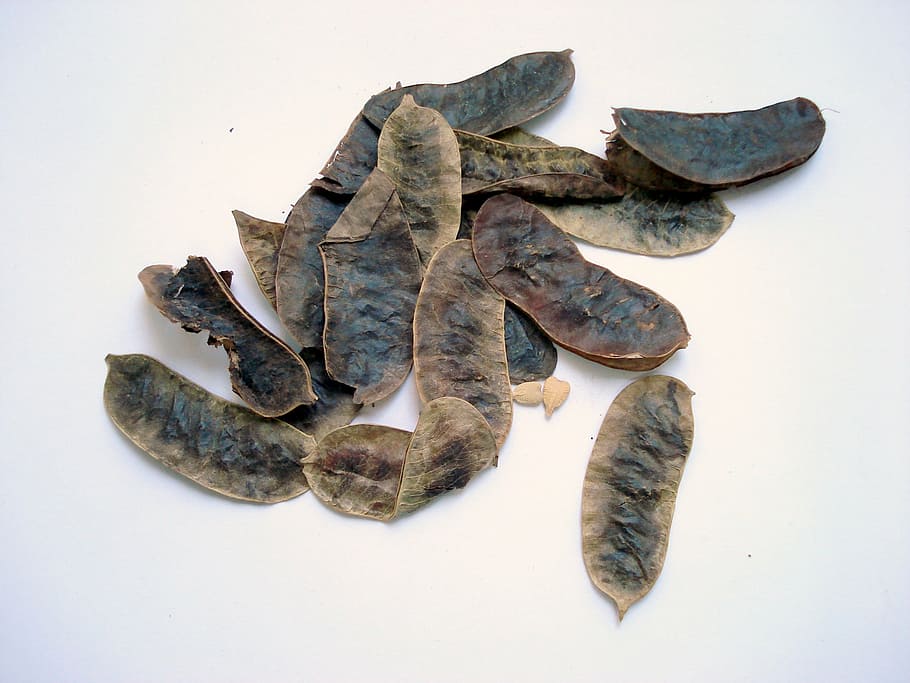 senna fruit, black senna, cassia, studio shot, white background