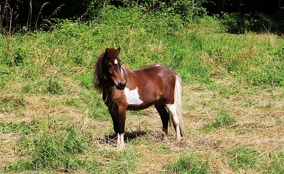 pony, equine, mane, brown, white, animal, eat, feed, pre, mammal HD wallpaper