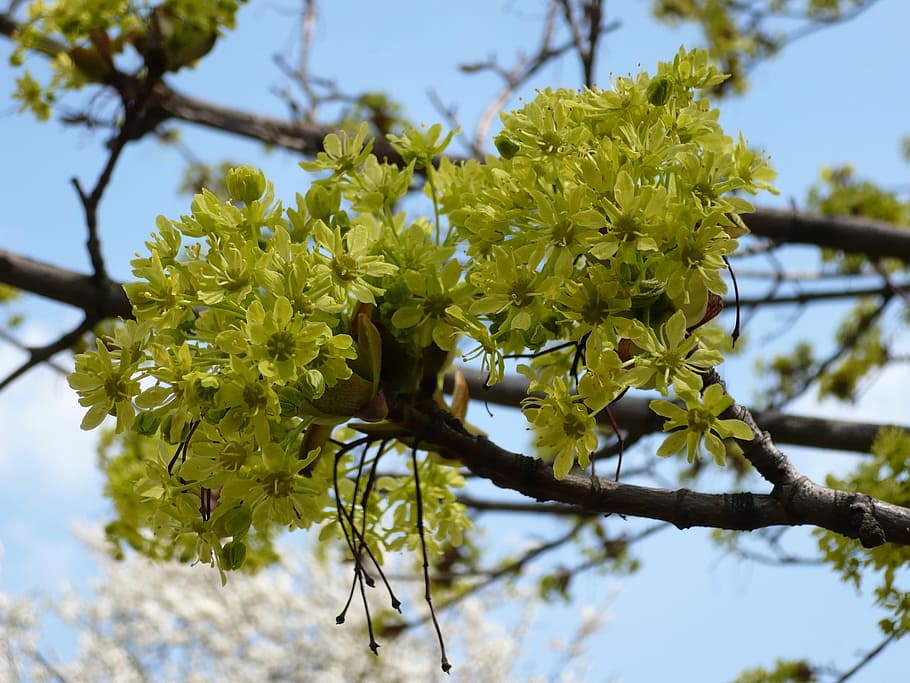 Blooming, Spring, Flower, flowers, spring flower, blossom, natural HD wallpaper