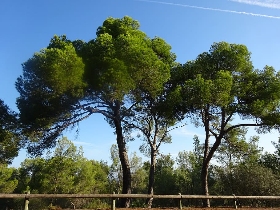 forest, trees, landscape, plant, nature, sky, growth, no people HD wallpaper