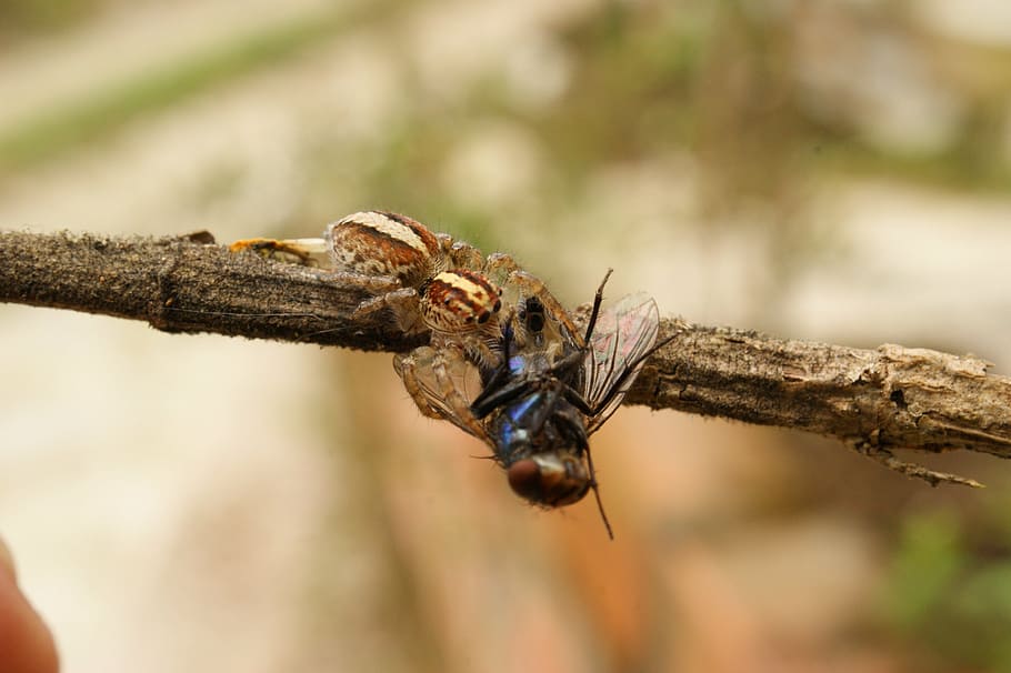 nature, insects, spider, fly, the, virginia, quindio, colombia HD wallpaper