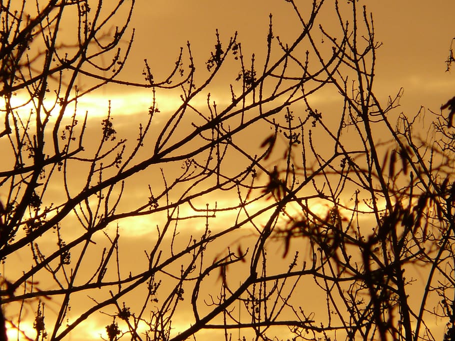 sunrise, sky, golden, light, shining, tree, aesthetic, branches, HD wallpaper