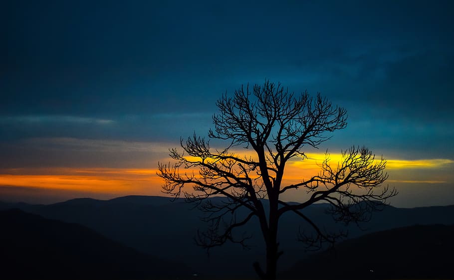 landscape photography of tree sillhouete during golden hour HD wallpaper