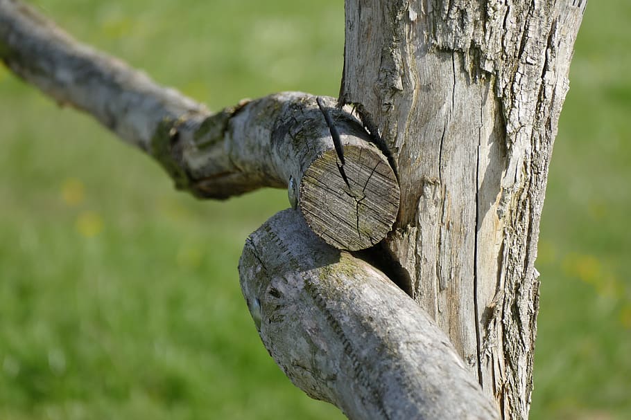 wood, nature, focus on foreground, tree, plant, tree trunk HD wallpaper