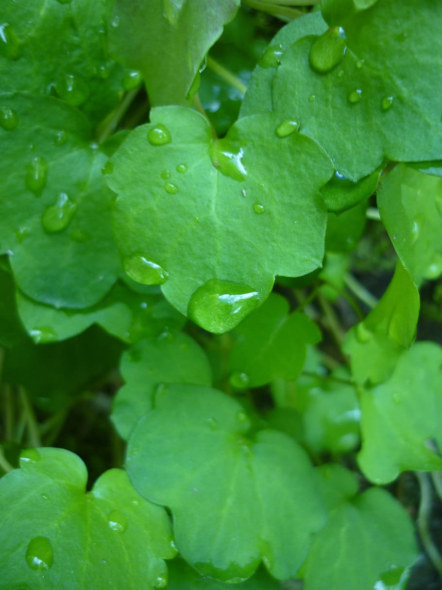 Dew, Plant, Dewdrop, Nature, Green, foliage, ivy, sheet, tree HD wallpaper