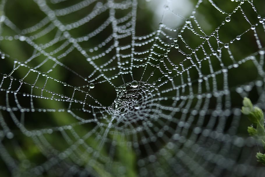 tilt shift photography of dew on spider web, macro shot photo of water dew on cobweb HD wallpaper
