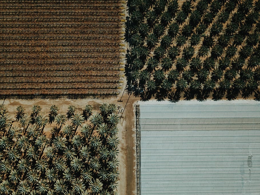 aerial view of green trees, aerial photography of plantations HD wallpaper