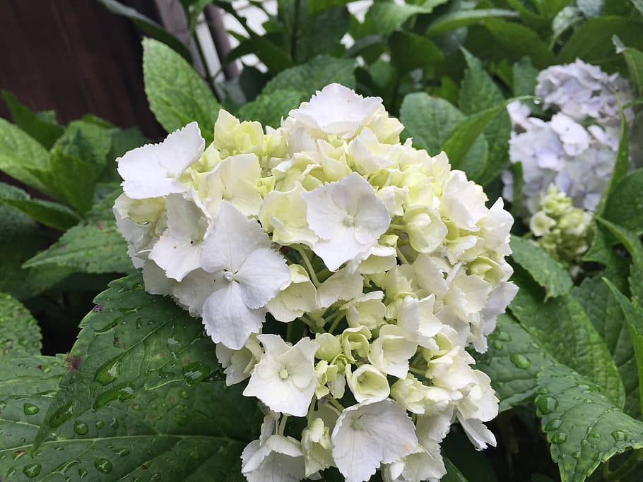 hydrangea, may, flowers, flowering plant, beauty in nature HD wallpaper