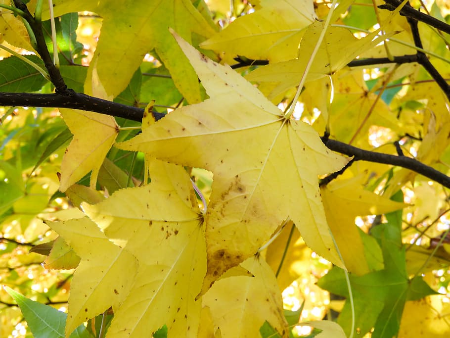 yellow maple leaf, leafed, tree, leaves, branches, green color HD wallpaper