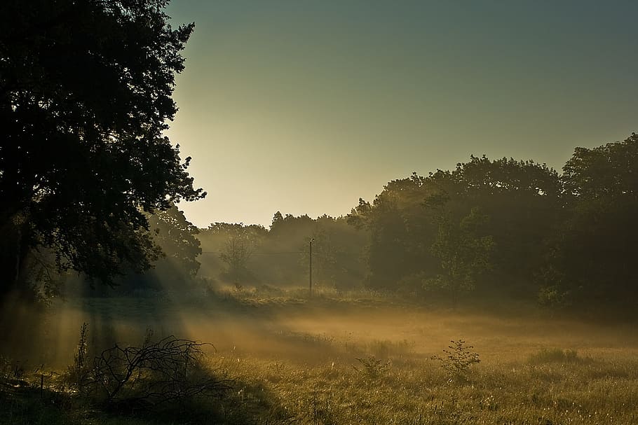 HD wallpaper: mist, rays of light, sunlight, morning, scene, fog ...