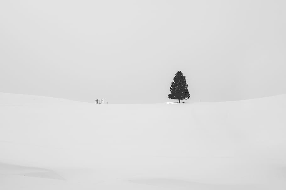 pine tree covered with snow, lone tree in the middle of snow field