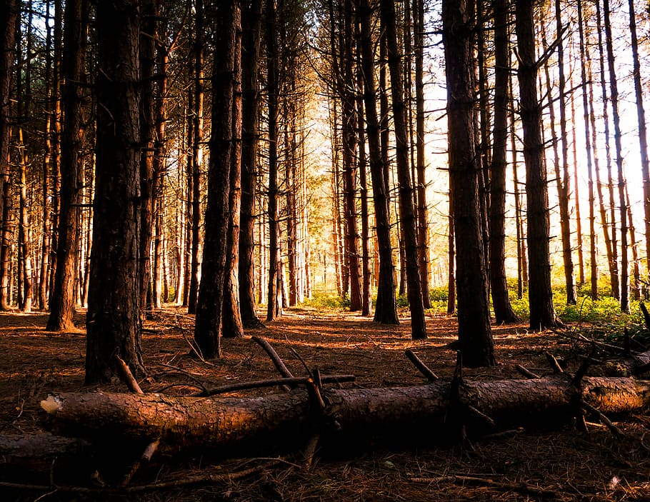 bare tree forest during daytime, woodland, log, branch, trunk HD wallpaper