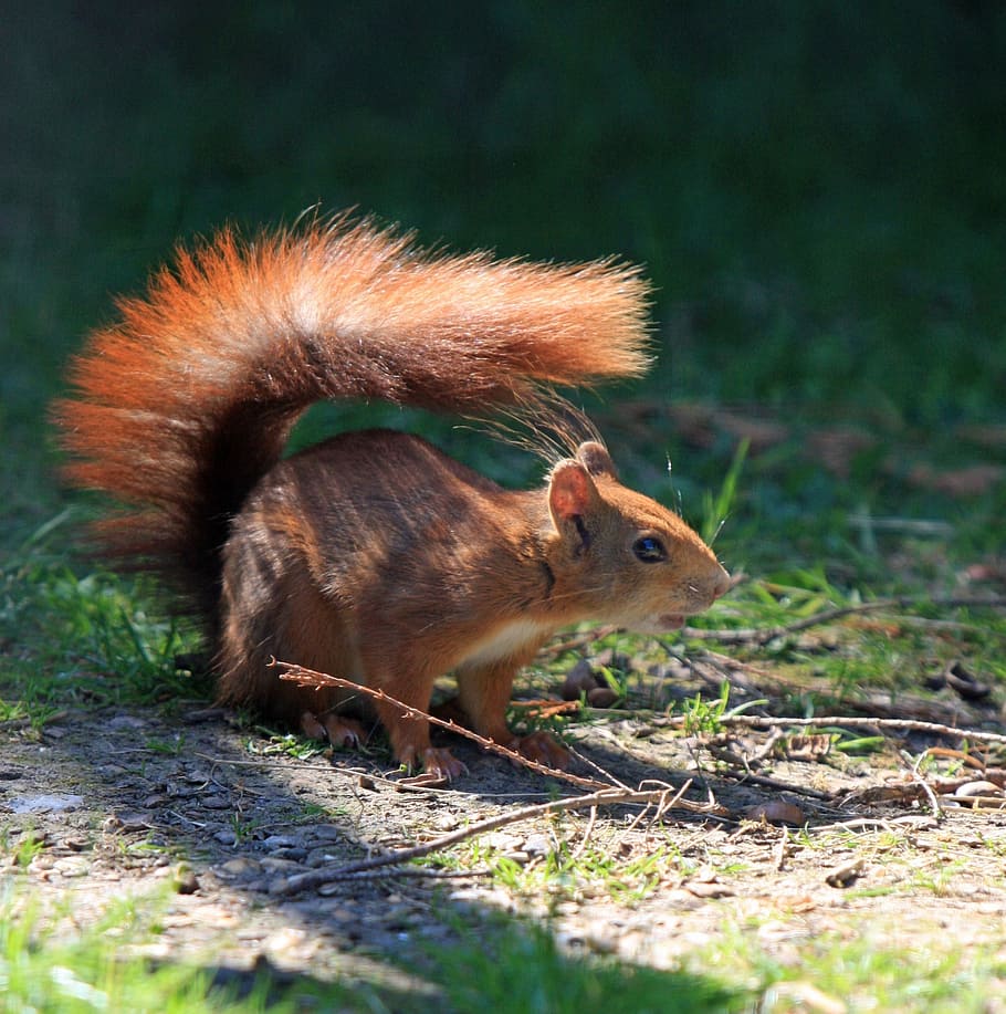 squirrel, red squirrel, bushy tail, wild, wildlife, cute, beautiful HD wallpaper