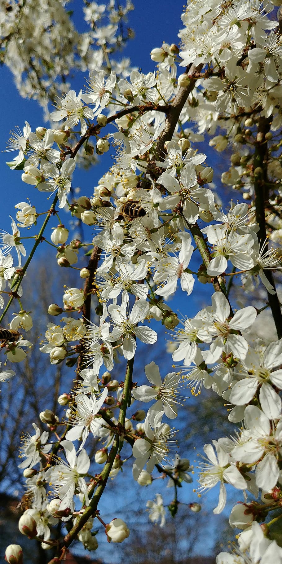 tree, blossom, bloom, nature, plant, white blossom, spring HD wallpaper
