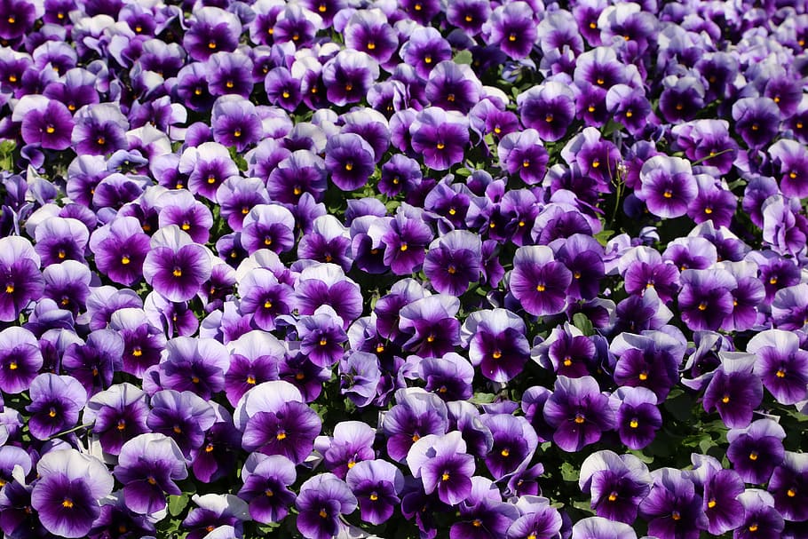 flowers, nature, plants, spring, flower gardens, purple, full frame HD wallpaper