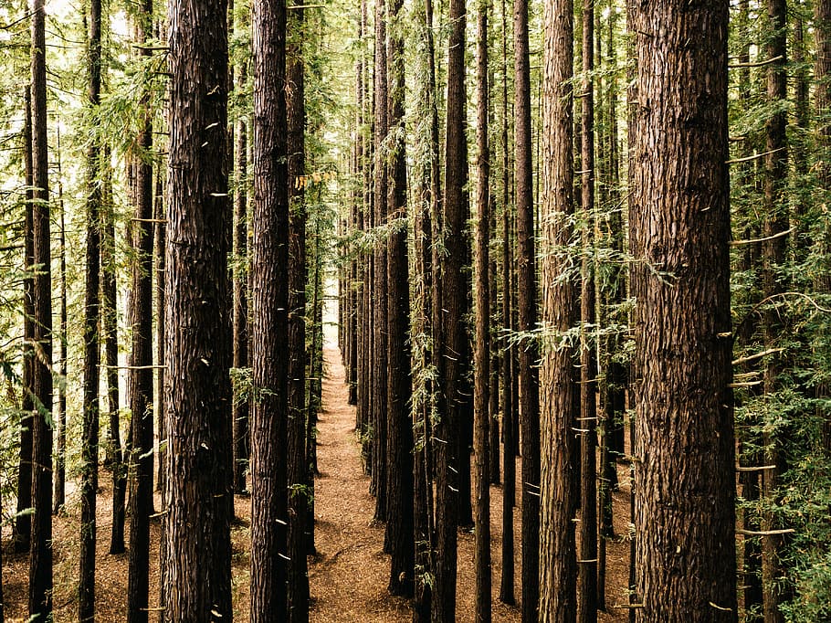 brown tree trunks, tall green trees during daytime, tres, forest HD wallpaper