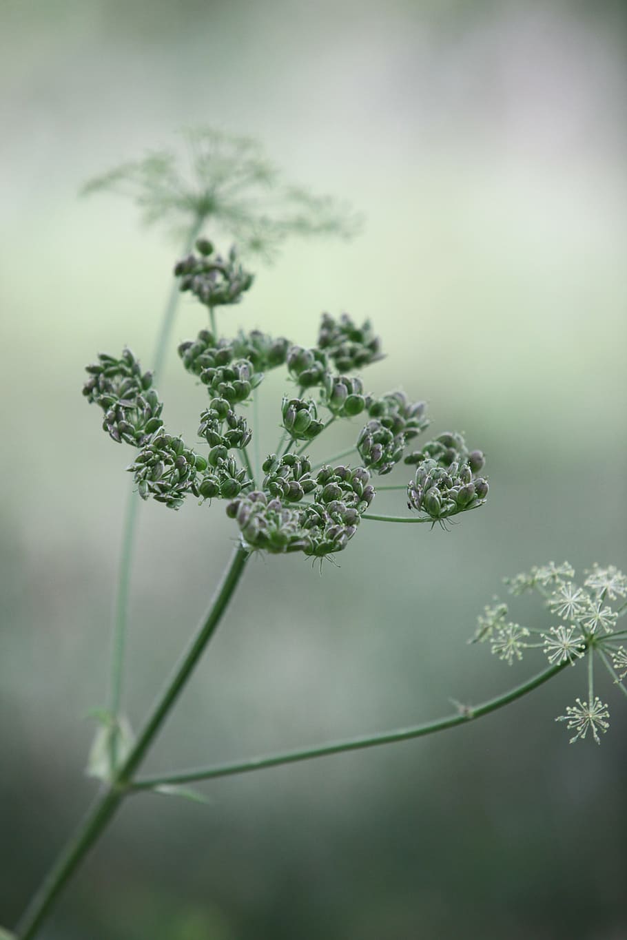 bokeh photography of green flower, cow parsley, wild chervil