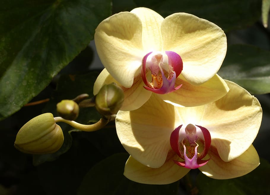 orchid, garden, flowering plant, beauty in nature, petal, vulnerability HD wallpaper