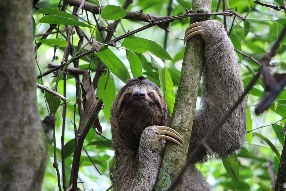 wildlife photography of sloth, three finger sloth, jungle, costa rica, HD wallpaper