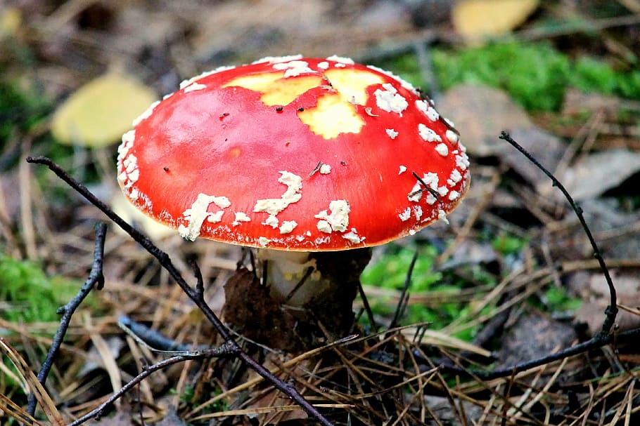 mushroom, fly agaric, red, forest, red fly agaric mushroom HD wallpaper